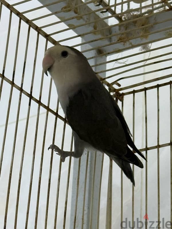 Grey lovebird | طير حب رصاصي 0