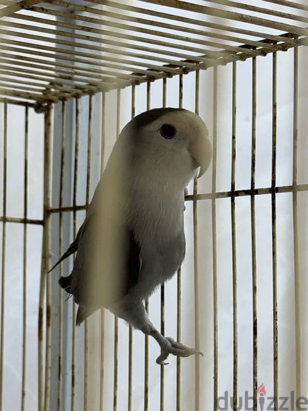 Grey lovebird | طير حب رصاصي 1