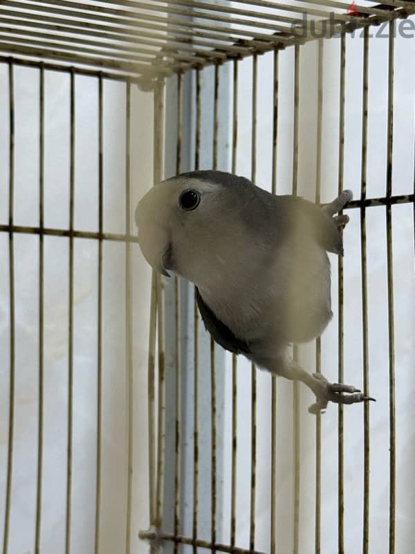 Grey lovebird | طير حب رصاصي 2