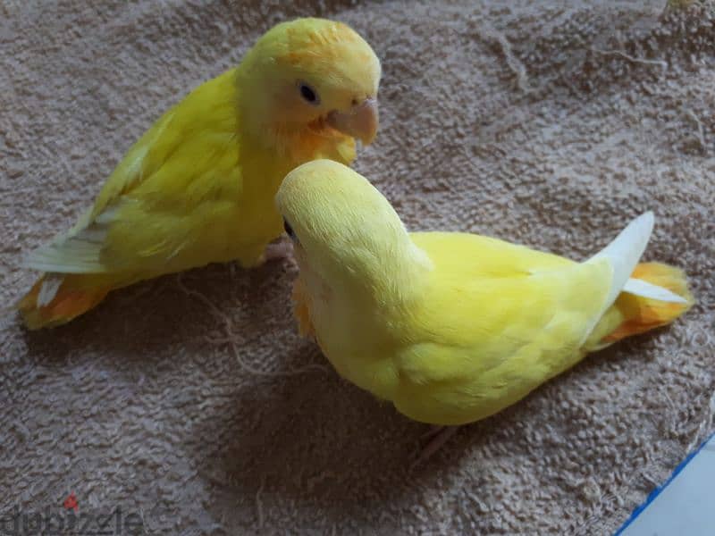 tamed love birds for sale. . 0