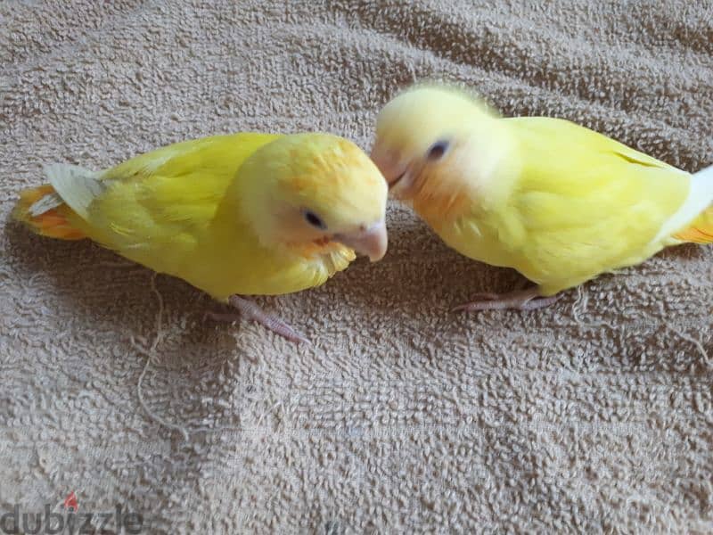 tamed love birds for sale. . 1