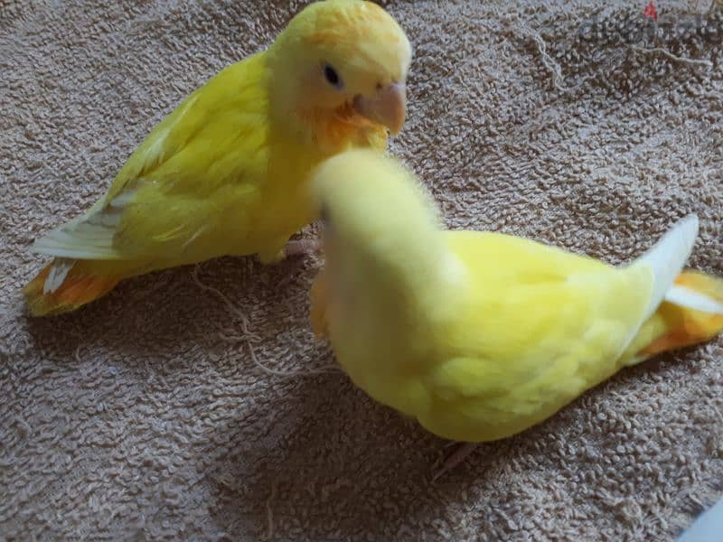 tamed love birds for sale. . 2