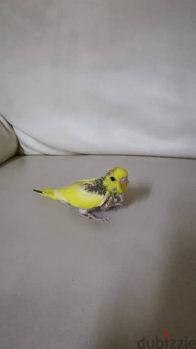 Budgie baby