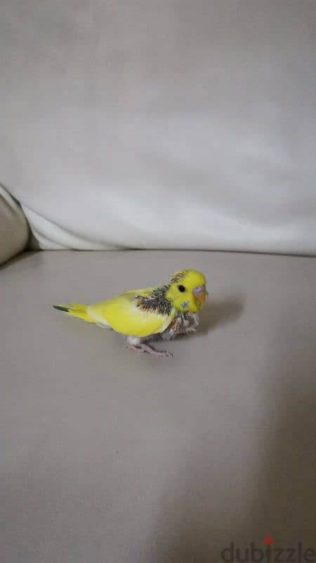 Budgie baby 0