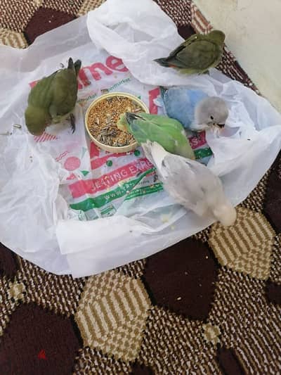 for sale love birds 1pice 10 BD  training 33125442