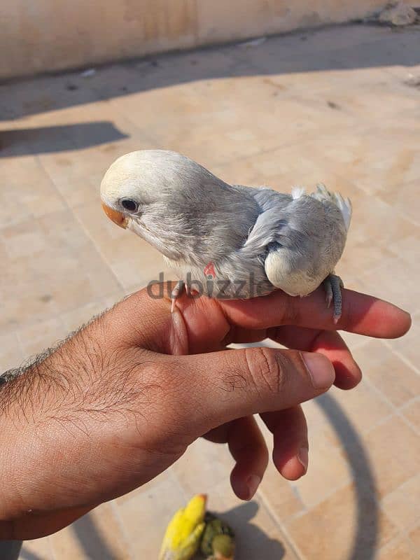 for sale love birds 1pice 10 BD  training 33125442 1