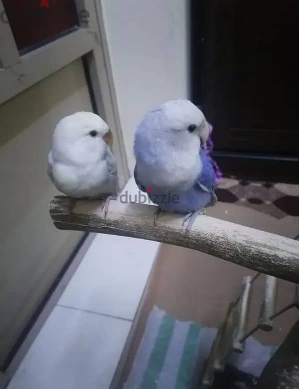 for sale love birds 1pice 10 BD  training 33125442 2