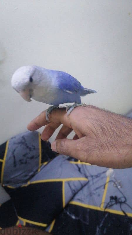 for sale love birds 1pice 10 BD  training 33125442 3