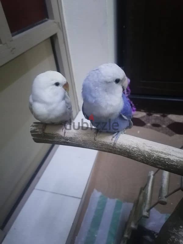 for sale love birds 1pice 10 BD  training 33125442 4