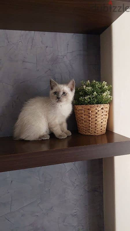 Persian Himalayan cats 0