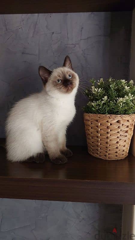 Persian Himalayan cats 1