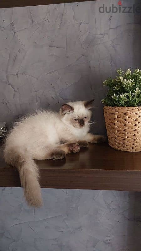 Persian Himalayan cats 2