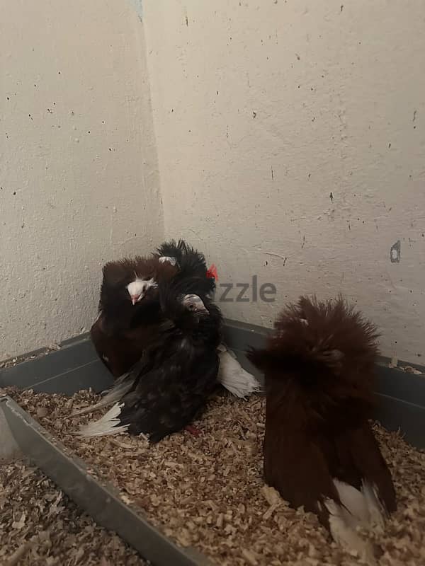 Pigeons for sale 2