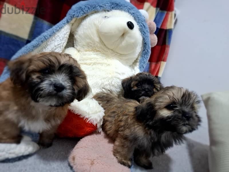 3 months old Shih Tzu puppies for sale 1