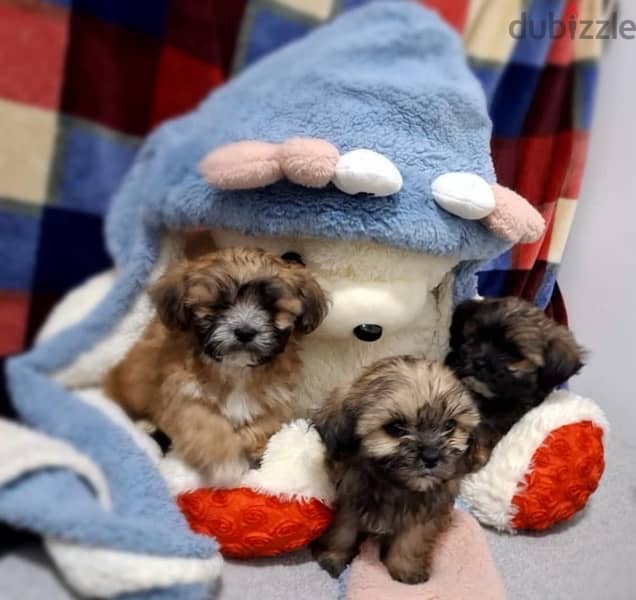 3 months old Shih Tzu puppies for sale 3