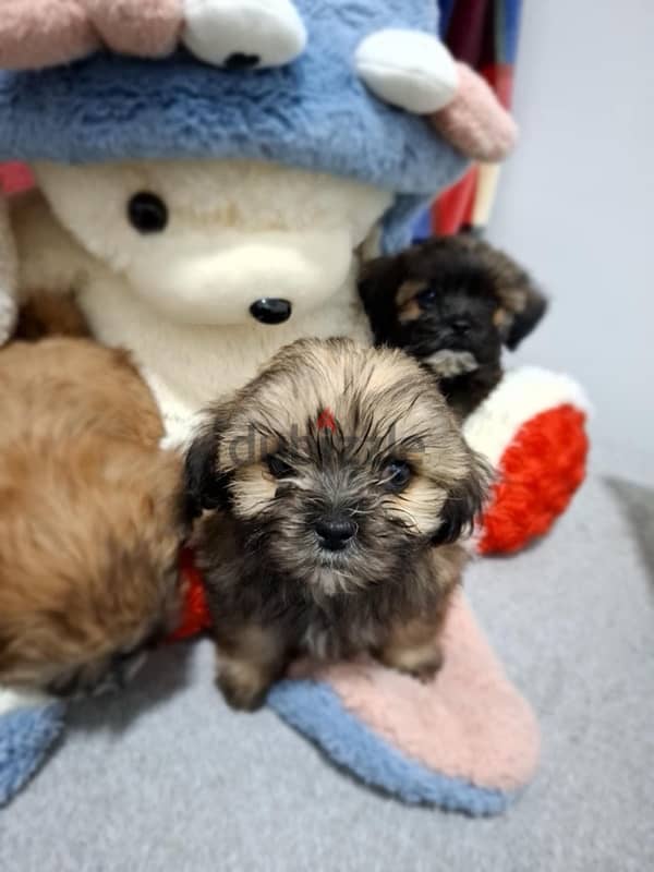 3 months old Shih Tzu puppies for sale 4