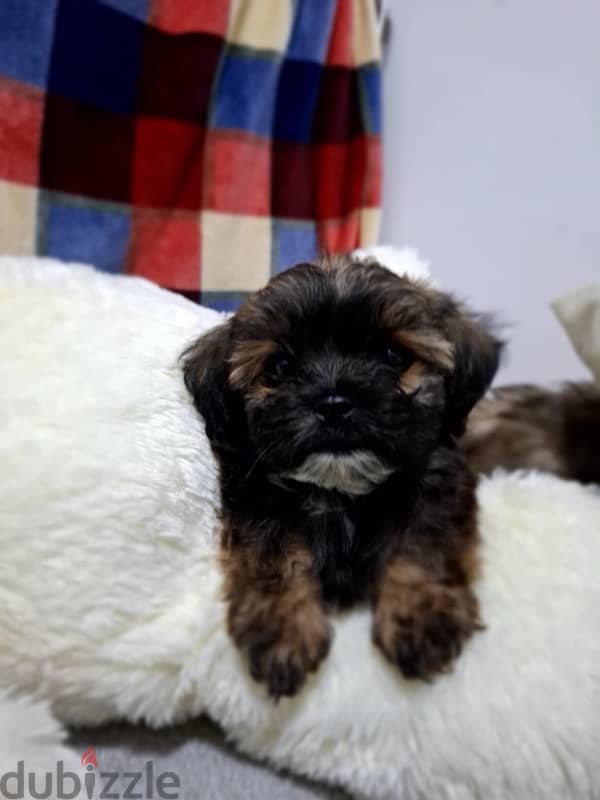 3 months old Shih Tzu puppies for sale 5