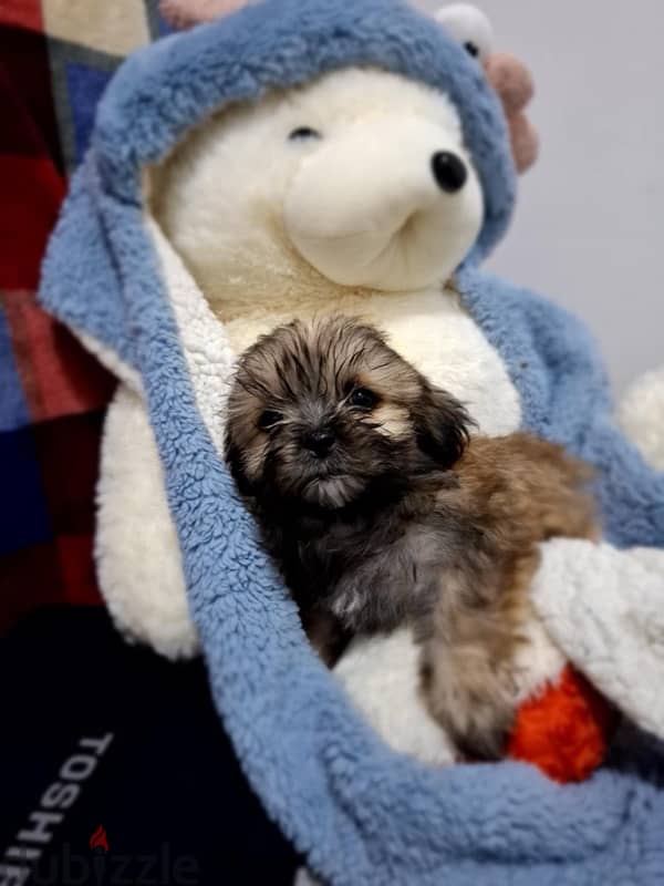 3 months old Shih Tzu puppies for sale 6