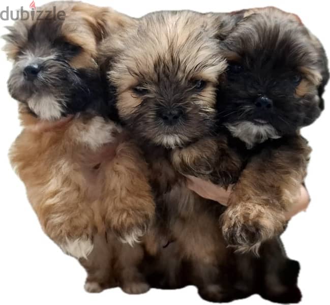 3 months old Shih Tzu puppies for sale 7