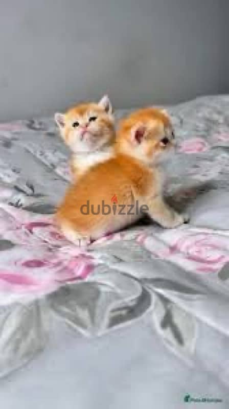 British Kittens/ جراء بريطانيه 1