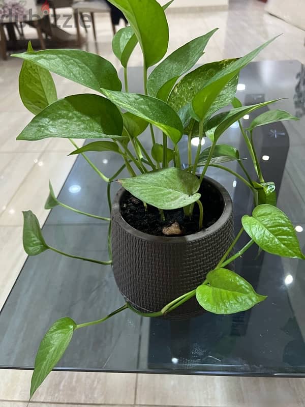 Home Indoor-Outdoor Money Plants 5