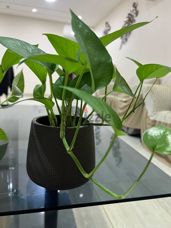 Home Indoor-Outdoor Money Plants 6