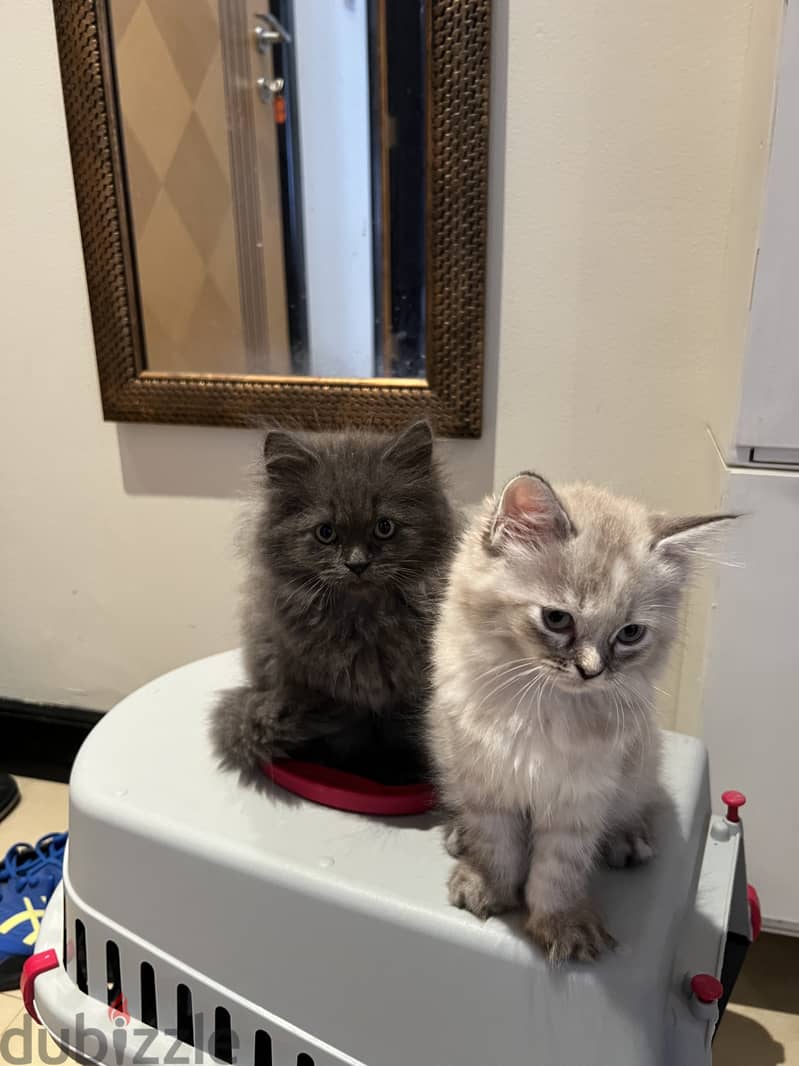 Himalayan kittens two and half month old  for sale 0