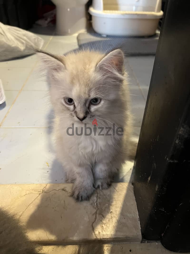 Himalayan kittens two and half month old  for sale 1