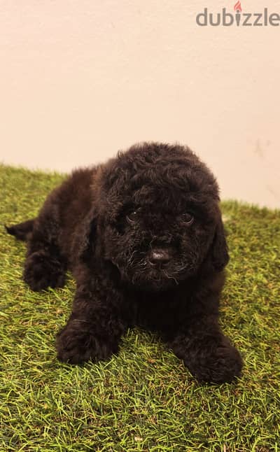 Mini toy poodle