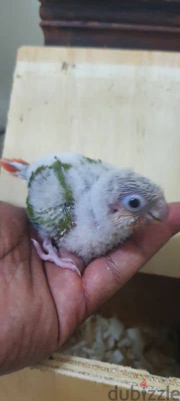 pineapple conure red factor 1