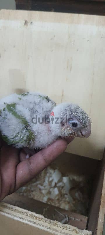 pineapple conure red factor 2