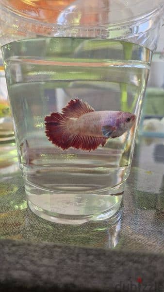 للبيع اسماك زينة Ornamental fish for sale 2