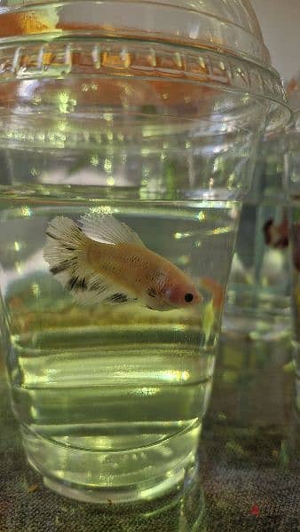 للبيع اسماك زينة Ornamental fish for sale 3