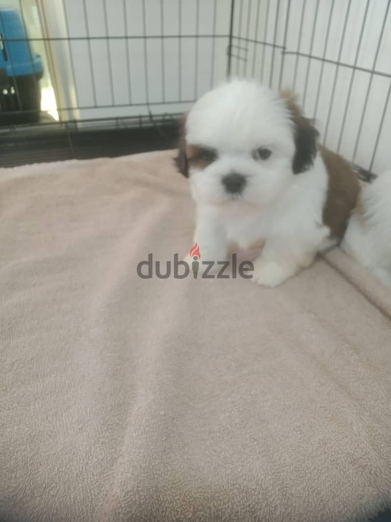 Shihtzu 1