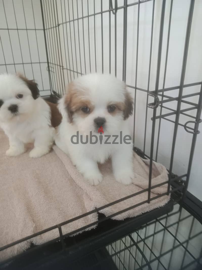 Shihtzu 2