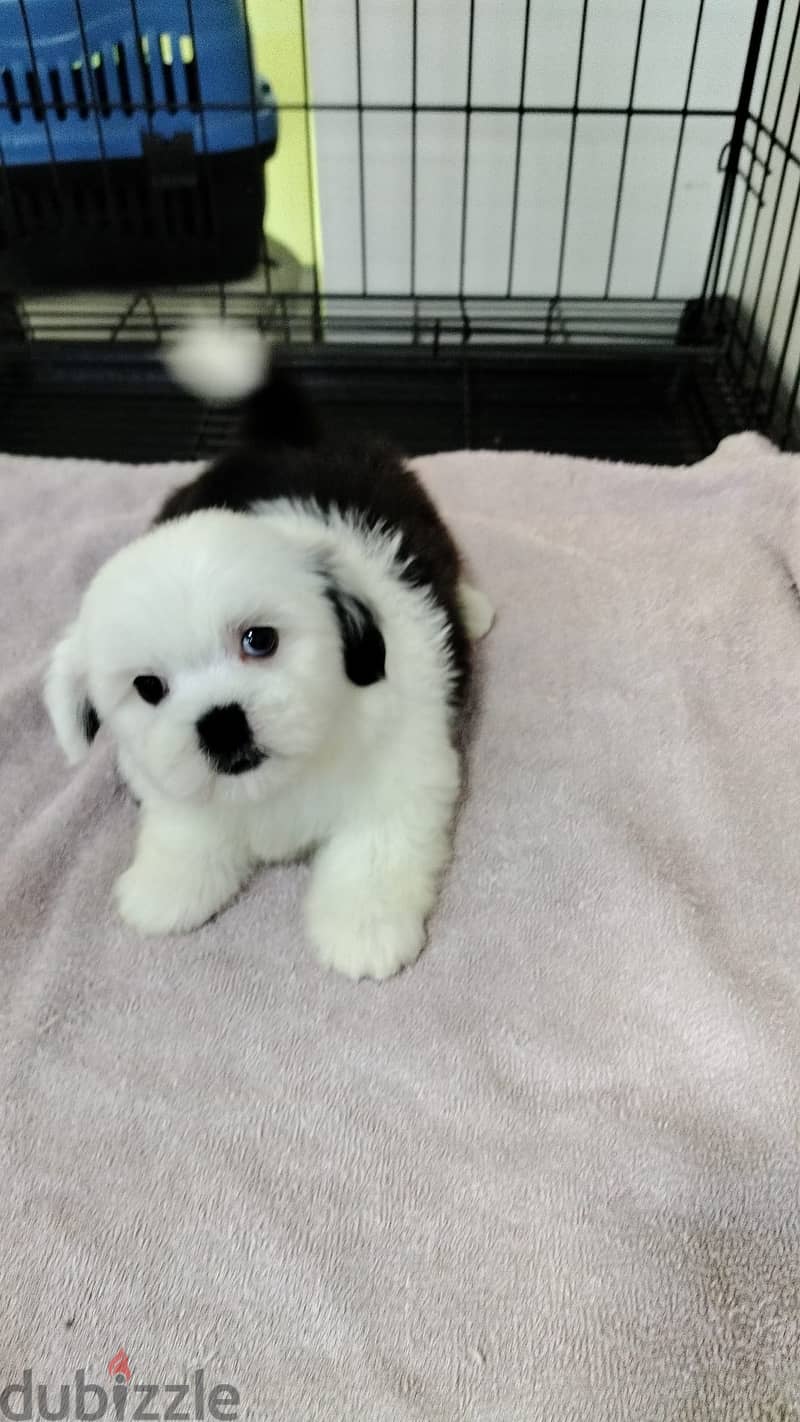 Shihtzu 3