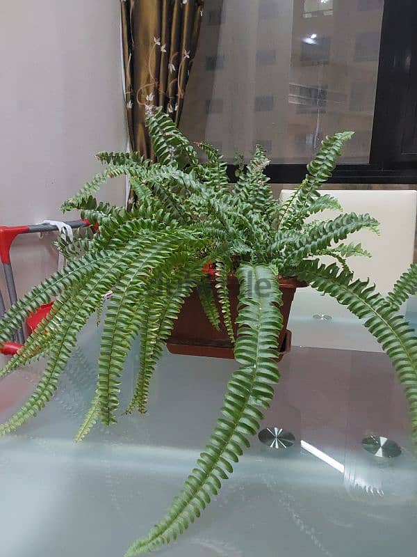 Ferns indoor  plants for sale 0