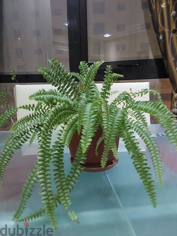 Ferns indoor  plants for sale 1