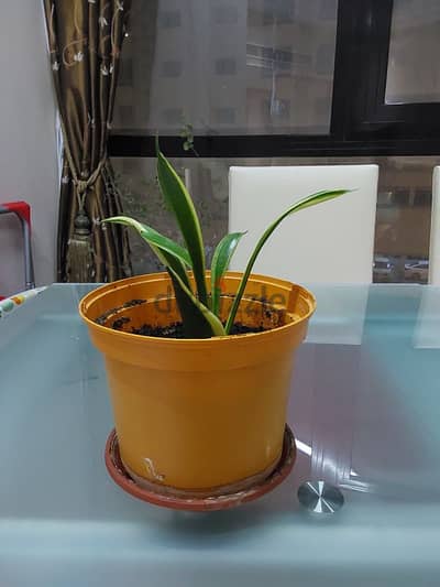 Indoor snake plants for sale