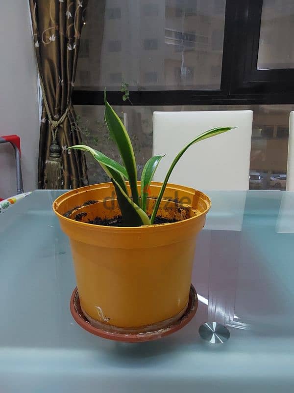 Indoor snake plants for sale 0