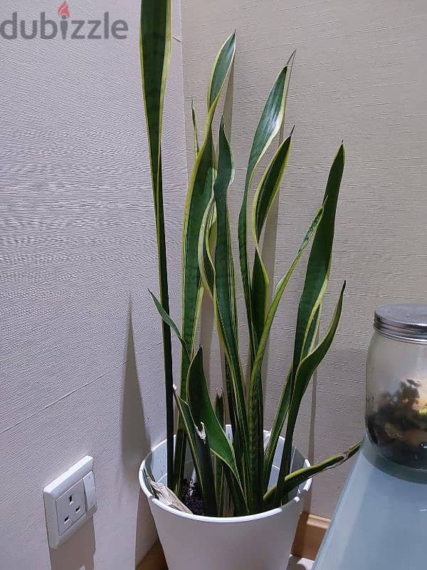 Indoor snake plants for sale 1