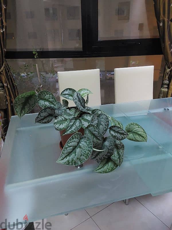 Indoor plant for sale 0