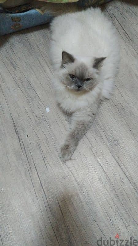 Persian Himalayan cats 4