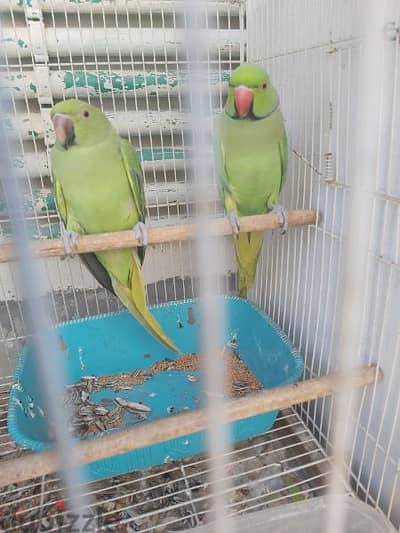 Ringneck parrot pair