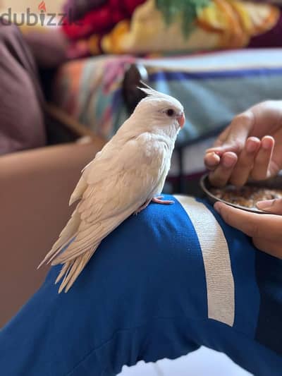 Albino Cocktail  Male Bird