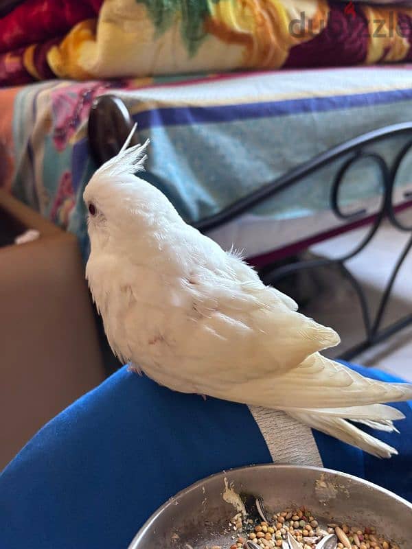 Albino Cocktail  Male Bird- Hand trained 1