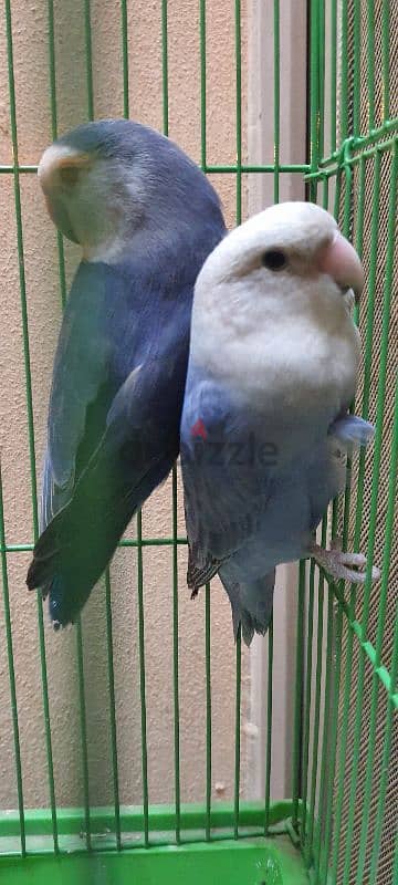 lovebird for sale