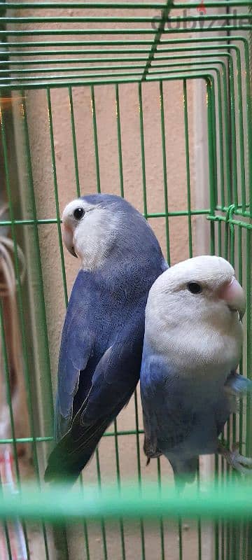 lovebird for sale 1