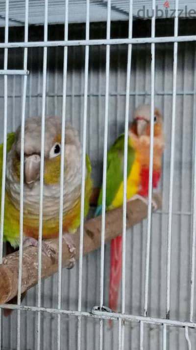 conure pair for sale زوج كنيور للبيع