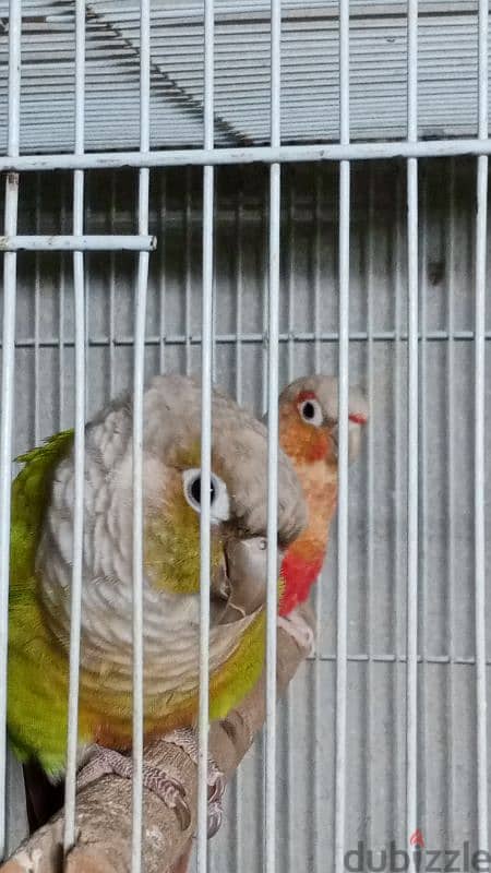 conure pair for sale زوج كنيور للبيع 1